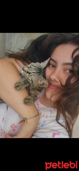 Tekir Kedi, Kedi  Kırpık Boncuk fotoğrafı