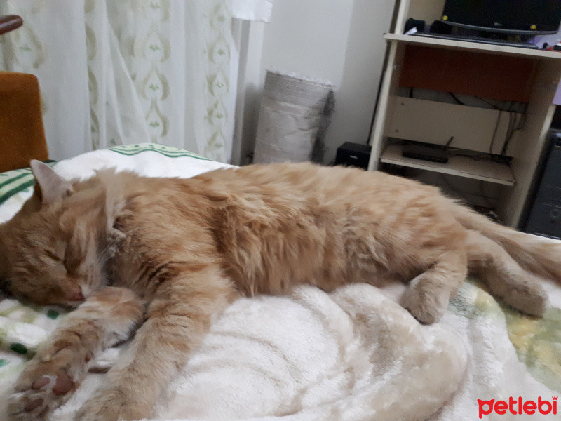 Cymric, Kedi  Boncuk fotoğrafı