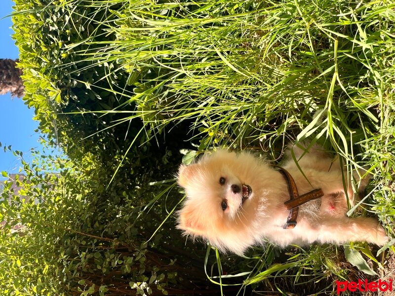 Pomeranyalı, Köpek  aybars fotoğrafı