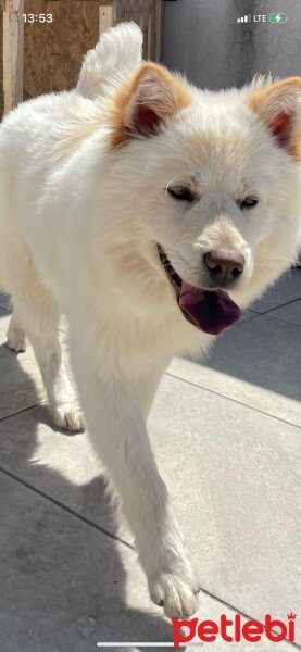 Samoyed, Köpek  Latte fotoğrafı