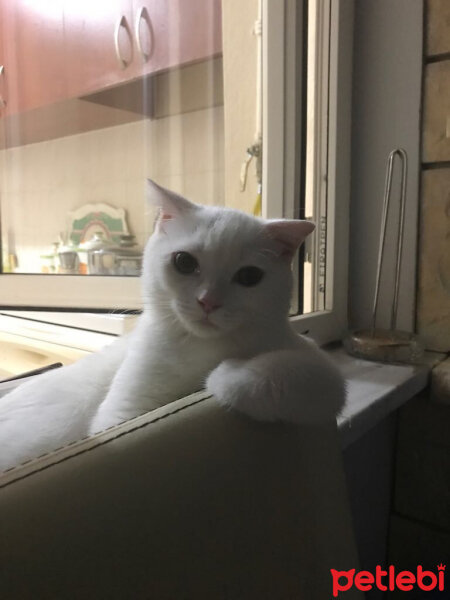 Scottish Fold, Kedi  Loki fotoğrafı