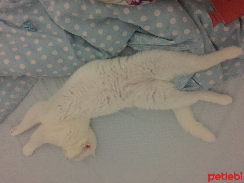 Scottish Fold, Kedi  Loki fotoğrafı