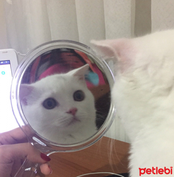 Scottish Fold, Kedi  Loki fotoğrafı