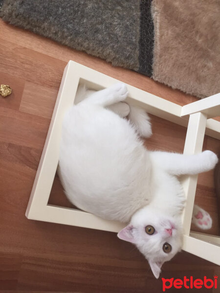 Scottish Fold, Kedi  Loki fotoğrafı