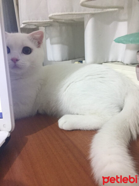 Scottish Fold, Kedi  Loki fotoğrafı