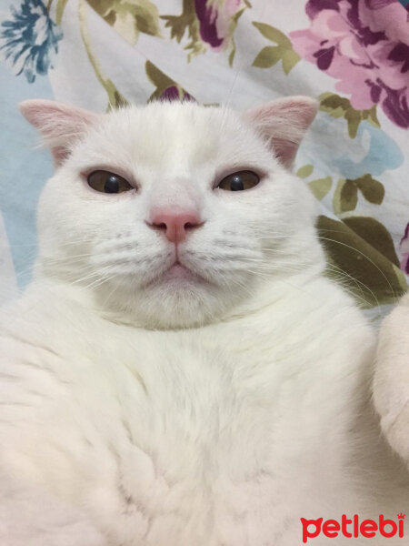 Scottish Fold, Kedi  Loki fotoğrafı