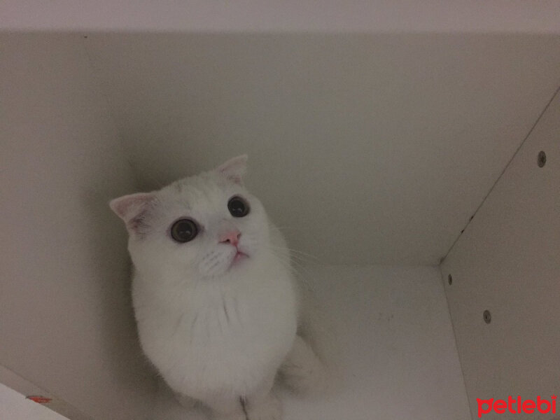 Scottish Fold, Kedi  Loki fotoğrafı