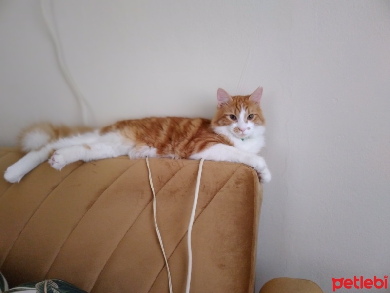 Sarman, Kedi  boncuk fotoğrafı