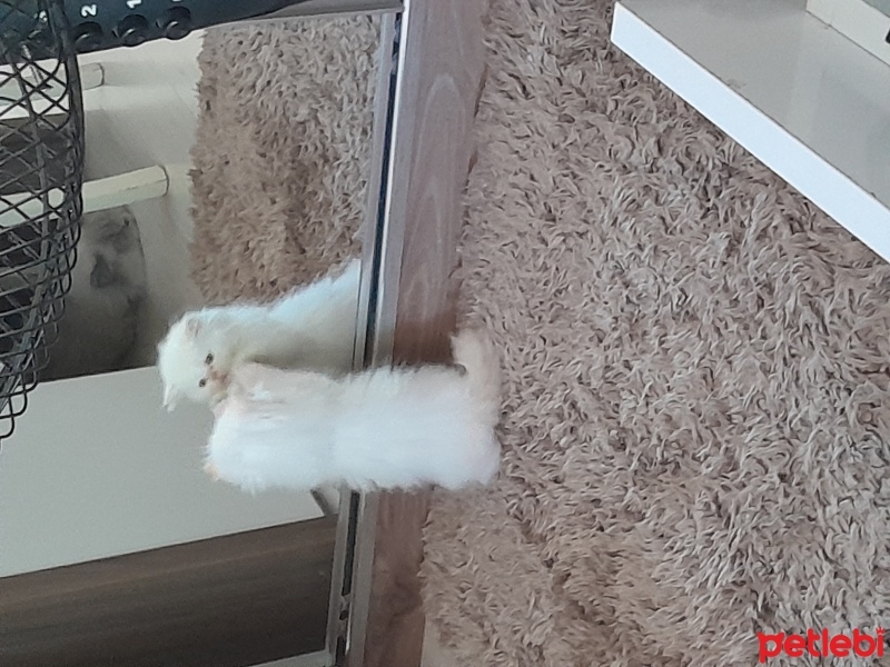 British Longhair, Kedi  Venüs fotoğrafı