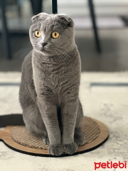Scottish Fold, Kedi  Mia fotoğrafı