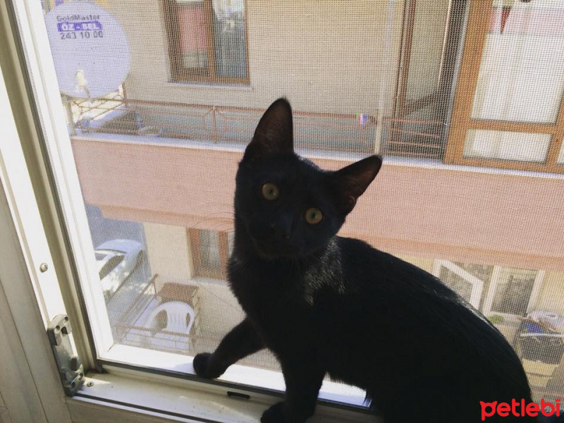 Bombay, Kedi  zeytin fotoğrafı
