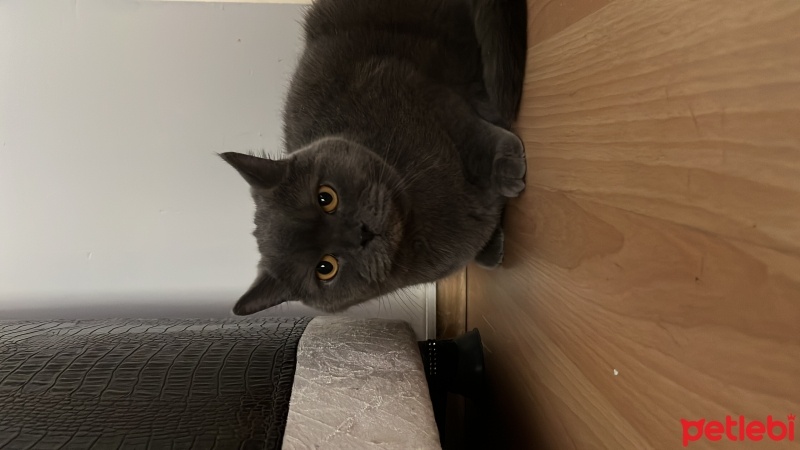 British Shorthair, Kedi  Sherlock fotoğrafı