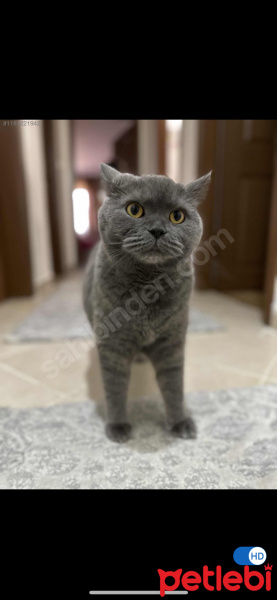 British Shorthair, Kedi  Sherlock fotoğrafı