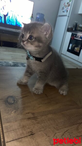 British Shorthair, Kedi  Duman fotoğrafı