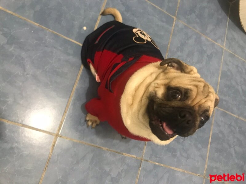 Pug, Köpek  ponçik fotoğrafı