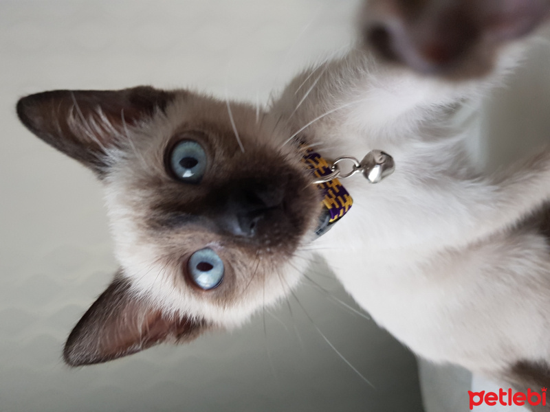 Siyam Kedisi, Kedi  Paşa  fotoğrafı