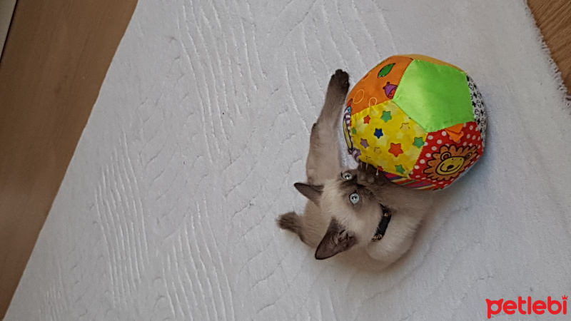 Siyam Kedisi, Kedi  Paşa  fotoğrafı