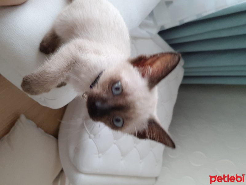 Siyam Kedisi, Kedi  Paşa  fotoğrafı