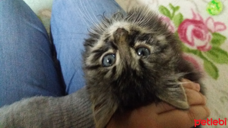 Tekir Kedi, Kedi  Pars fotoğrafı