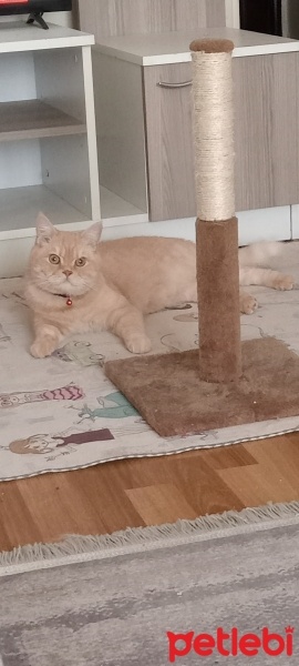 British Shorthair, Kedi  Oscar fotoğrafı