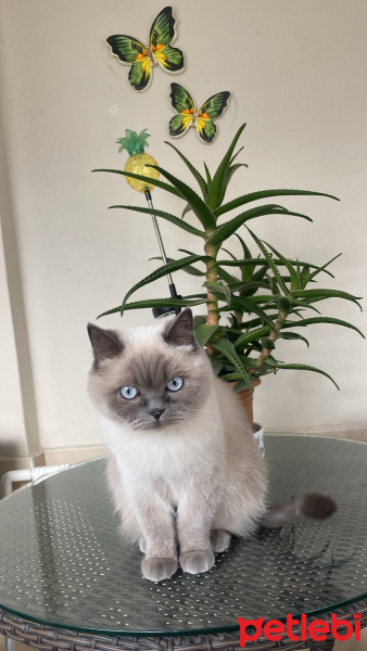 British Shorthair, Kedi  Maya fotoğrafı