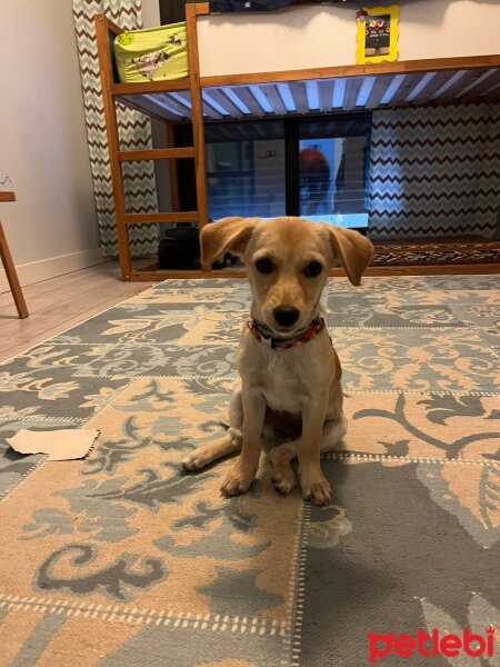 Jack Russell Terrier, Köpek  Tarçın fotoğrafı