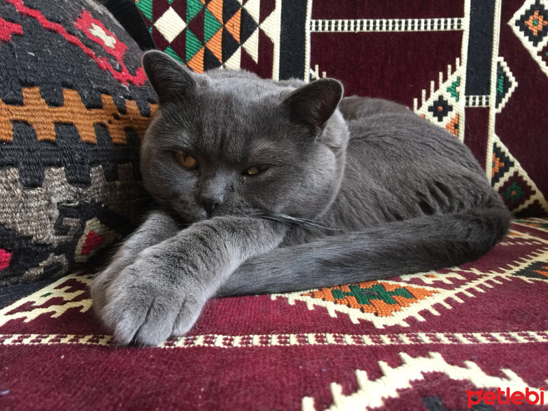 British Shorthair, Kedi  Pişo fotoğrafı