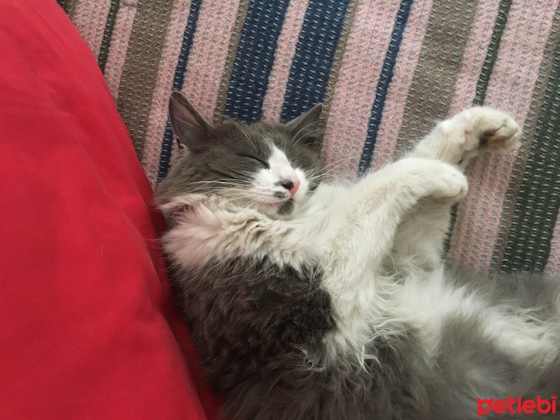 British Shorthair, Kedi  Adı ” gece” fotoğrafı