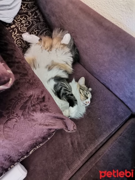Tekir Kedi, Kedi  Tarçın fotoğrafı