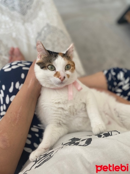Tekir Kedi, Kedi  Sütlaç fotoğrafı
