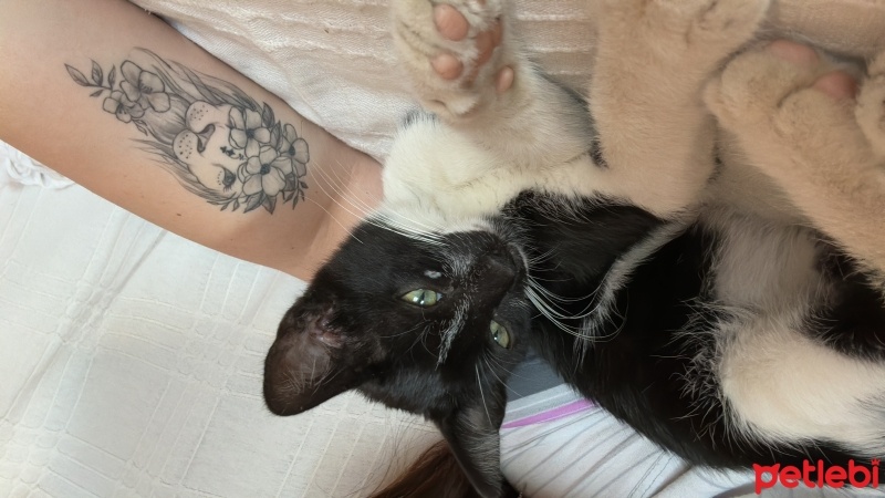 Tuxedo (Smokin) Kedi, Kedi  Zilli fotoğrafı