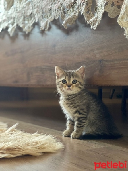 British Shorthair, Kedi  Minnoş fotoğrafı