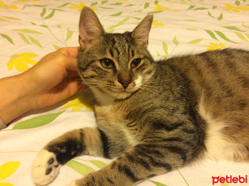 Tekir Kedi, Kedi  Mırmır fotoğrafı