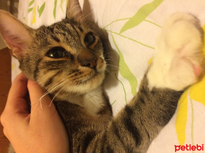 Tekir Kedi, Kedi  Mırmır fotoğrafı