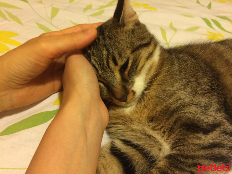 Tekir Kedi, Kedi  Mırmır fotoğrafı