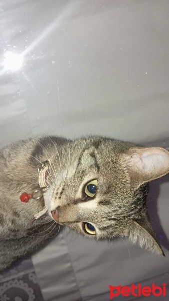 Tekir Kedi, Kedi  Muezza fotoğrafı