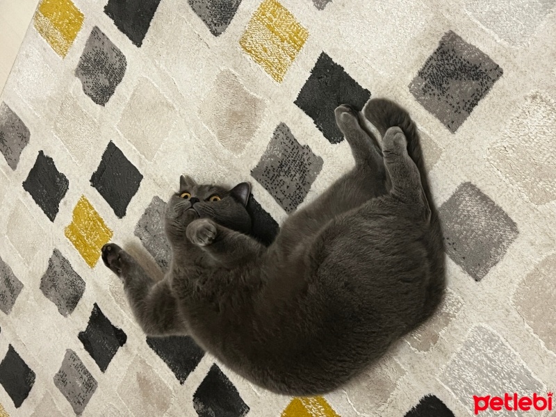 British Shorthair, Kedi  Duman fotoğrafı