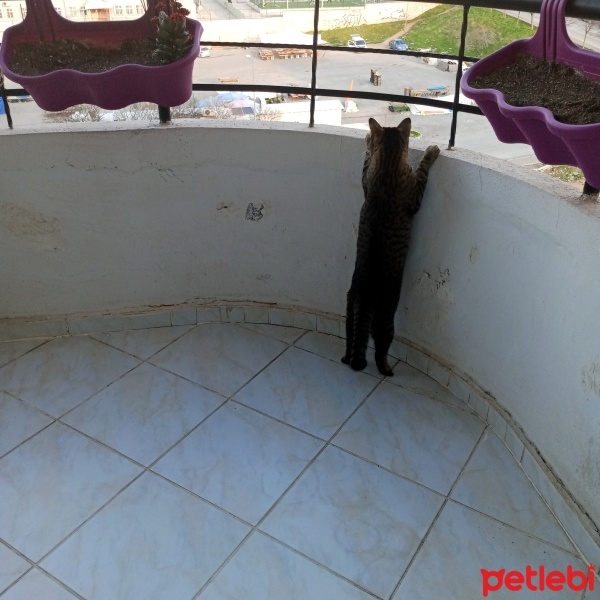 Tekir Kedi, Kedi  AKILLI KIZIM BADEM fotoğrafı