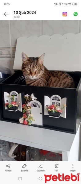 Tekir Kedi, Kedi  AKILLI KIZIM BADEM fotoğrafı