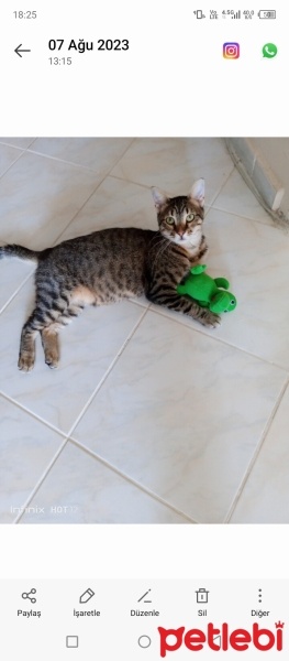 Tekir Kedi, Kedi  AKILLI KIZIM BADEM fotoğrafı
