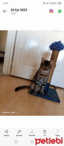 Tekir Kedi, Kedi  AKILLI KIZIM BADEM fotoğrafı