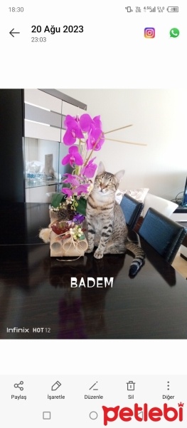Tekir Kedi, Kedi  AKILLI KIZIM BADEM fotoğrafı