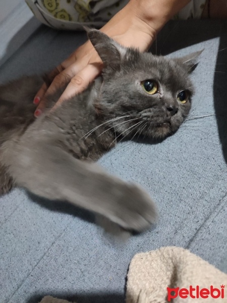 British Shorthair, Kedi  Bretish fotoğrafı