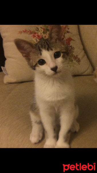 Tekir Kedi, Kedi  Düğme fotoğrafı