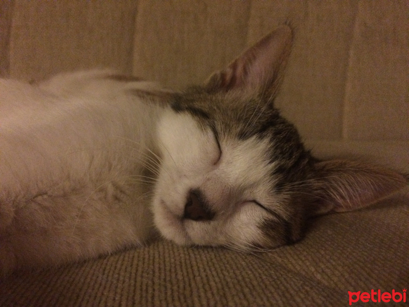 Tekir Kedi, Kedi  Düğme fotoğrafı