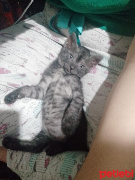 Tekir Kedi, Kedi  Alice fotoğrafı