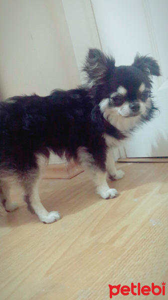 Pomeranyalı, Köpek  Ateş  fotoğrafı