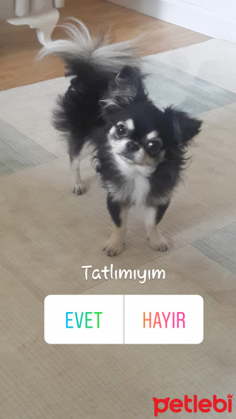 Pomeranyalı, Köpek  Ateş  fotoğrafı