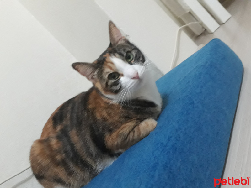 Tekir Kedi, Kedi  Pocik fotoğrafı