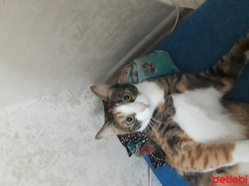 Tekir Kedi, Kedi  Pocik fotoğrafı